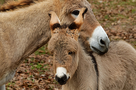 mediterranean donkey, cute, animal, domestic, farm, brown, countryside