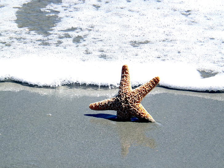 Océano, cáscara, pescados de la estrella, mar, verano, Playa, viajes