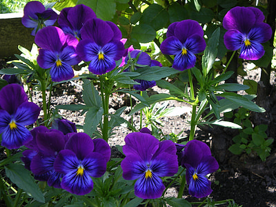 花, 自然, 紫色的花, 美, 别墅, 花园, 园艺
