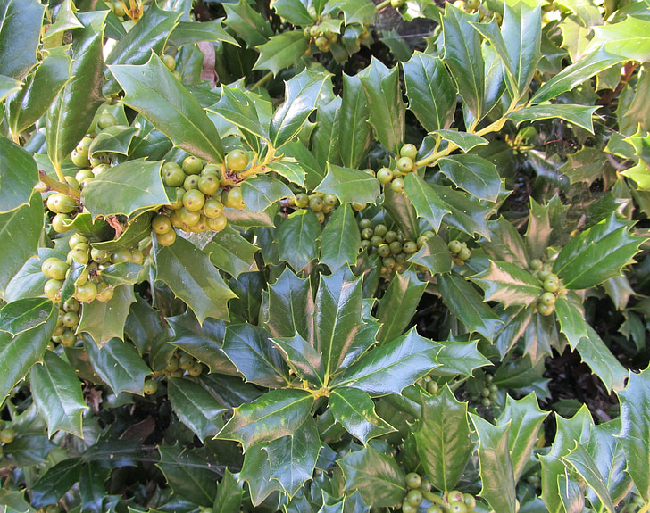 Berry, Holly, tanaman, musim, daun, hijau, dekorasi