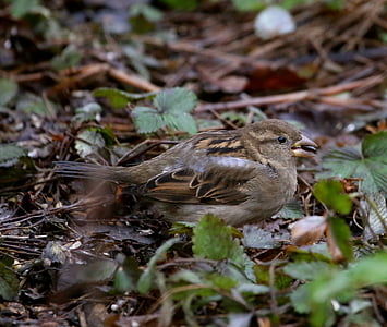 πουλί, Tree sparrow, passer montanus, φτέρωμα, φύση, ζώο, άγρια φύση