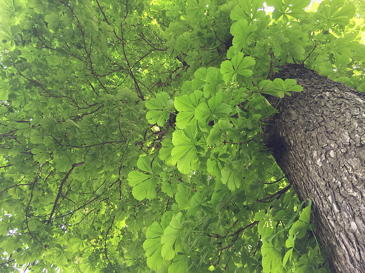 Evergreen, kevään, puu, puunrunko, vihreä väri, ulkona, Luonto