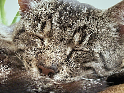 Tomcat, Saze, kočka, kočičí obličej, Cat portrét, Podrobné, makro