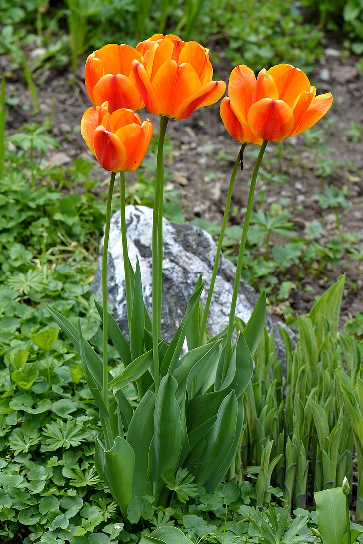 tulipes, flors, taronja, jardí, primavera, flors de primavera, flor tallada