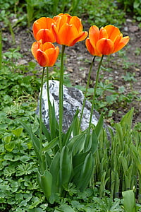 tulipanes, flores, naranja, jardín, primavera, flores de primavera, flores de corte
