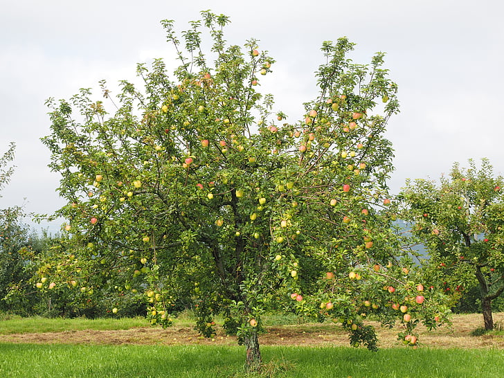 almafa, Alma, gyümölcs, piros, Frisch, egészséges, vitaminok