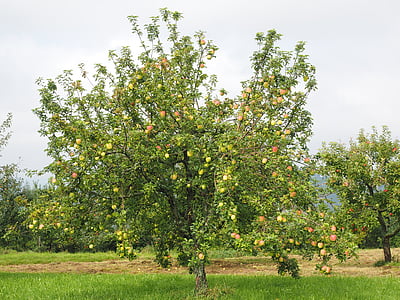 apple tree, apple, fruit, red, frisch, healthy, vitamins
