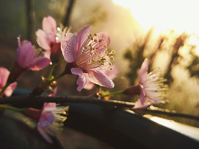 kirsebærtre blomstrer, blomst, hyggelig, skjønnhet, blomstene blomstrer, naturlig, vakre frisk