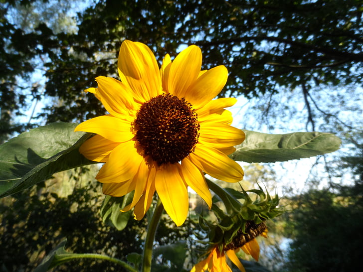 Sun flower, żółty, późnym latem kwiat