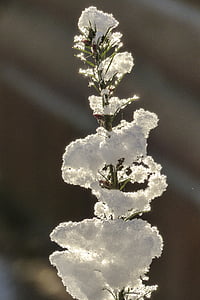 早, 冬天, 梦想, 雪, 感冒, canim 湖, 不列颠哥伦比亚省