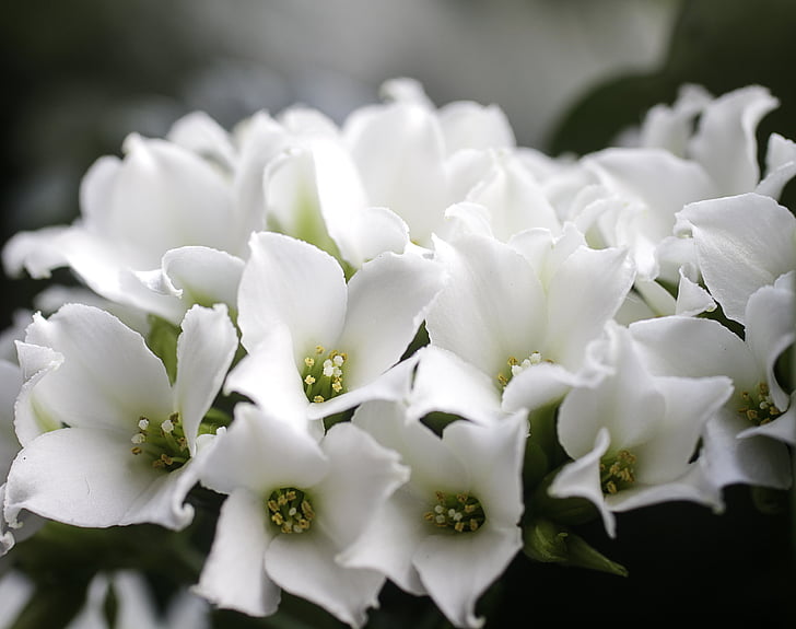 flors, blanc, flor, plantes, planta en test, planta, flor blanca