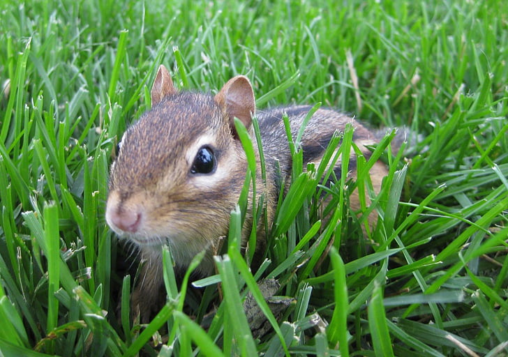chipmunk, animal, rodent, nature, tail, small, pets