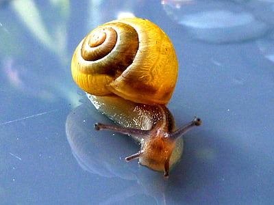 lumaca, Shell, mollusco, natura, chiudere, lentamente, a spirale