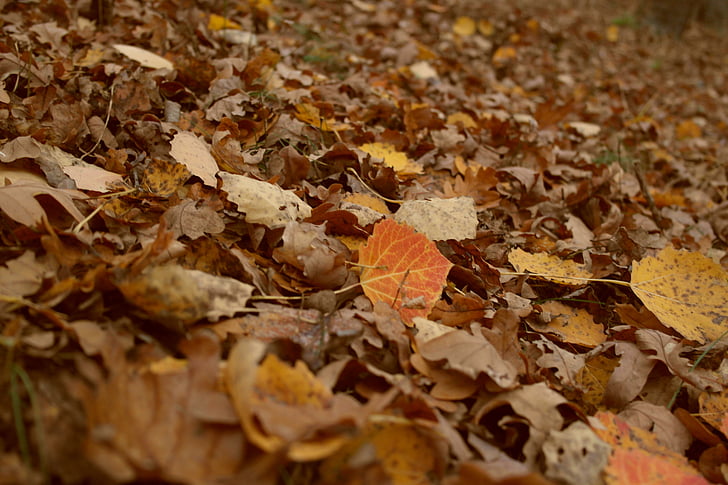 leaves, autumn, colors