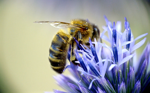 abeille européenne, pollinisateur, insecte, fleur, bleu, Rubus fruticosus, bug
