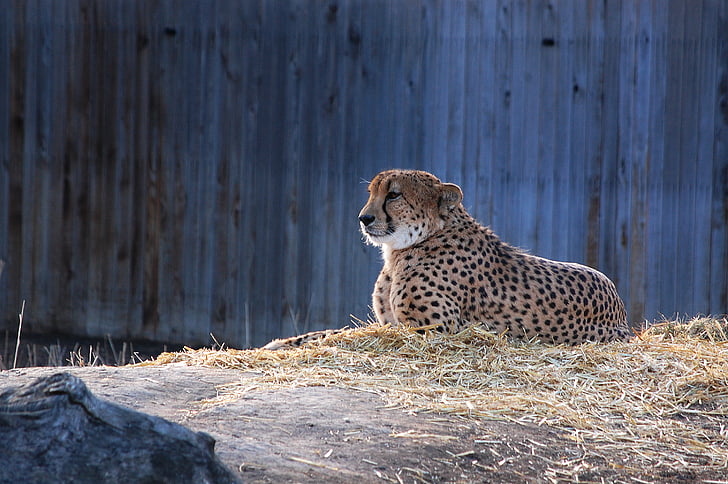 Chita, Leopard, predador, safári, animal selvagem, jardim zoológico