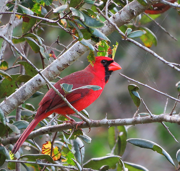 кардинал, мъжки, redbird, дива природа, птица, кацнала, пера