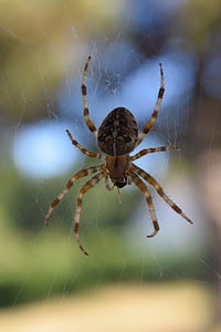 pauk, otrovan, područje crtanja, paukovu mrežu, veliki pauk, kukac, u prirodi