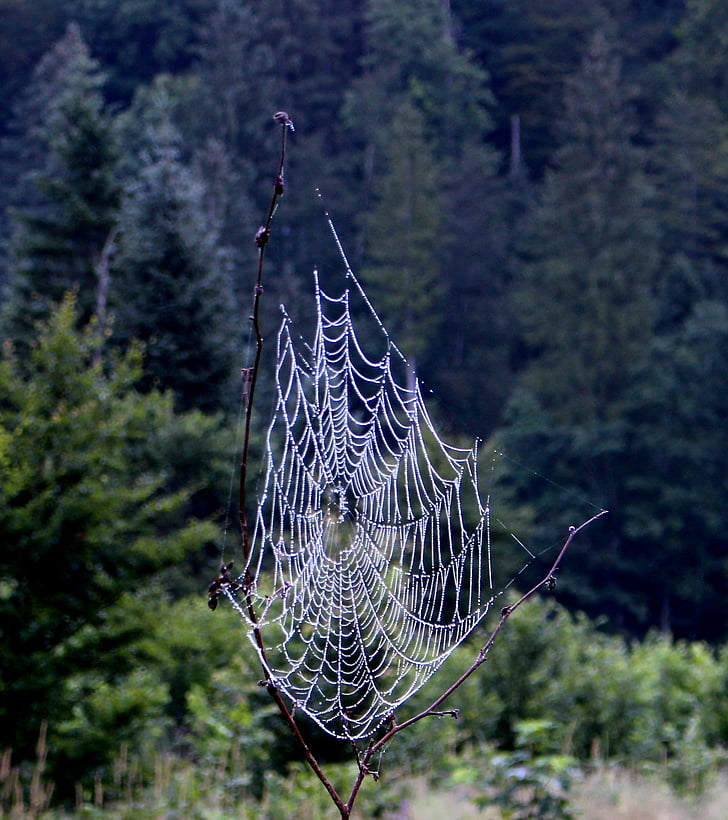 мрежа, Dream Ловецът, мистични, дървета, природата, настроение, пейзаж