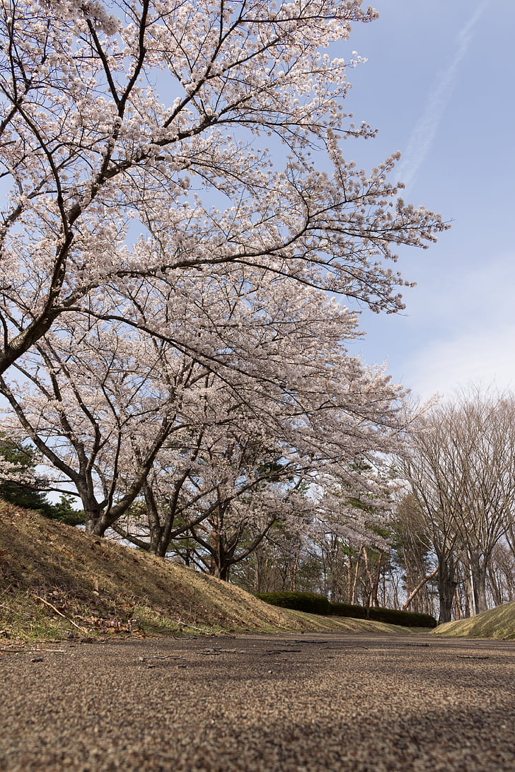 kukat, kirsikka, Japani, kevään, puu, nurmikko, kirsikankukkia