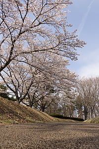 kukat, kirsikka, Japani, kevään, puu, nurmikko, kirsikankukkia