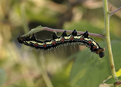 arcte coerula, larva, caterpillar, insect, bug, nature, outside
