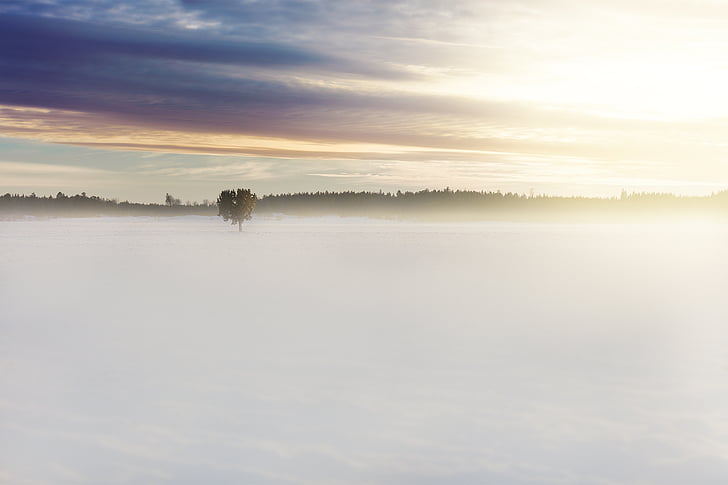 white, snow, trees, cloud, tree, wind, nature