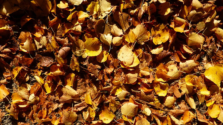 Allgäu, jesień, pozostawia, kolorowe