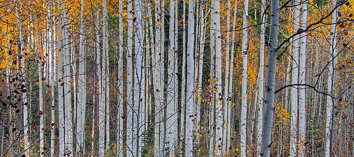 Aspen, lasu, drzewa, Natura, jesień, kolorowe, bezdroża