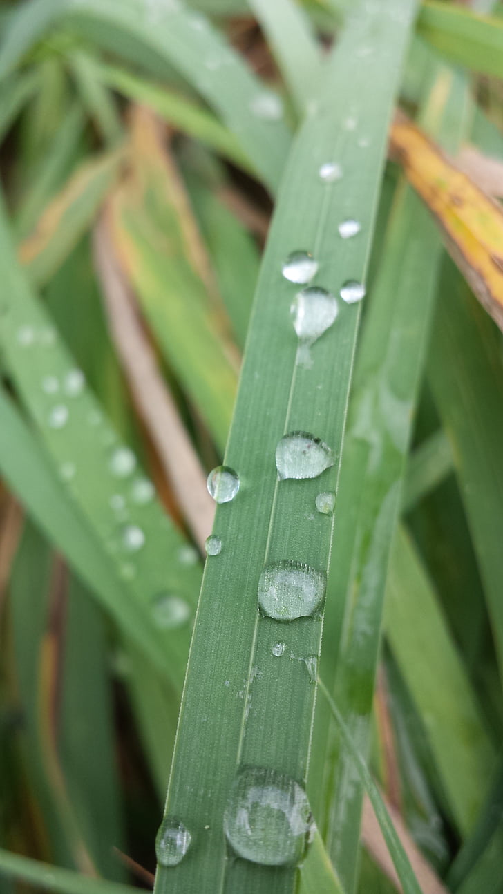 dew, frisch, green, blade of grass, drop of water, moisture, green color