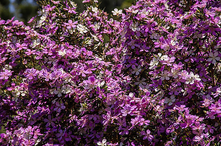 kukat, kukkii, Blossom, puu, vaaleanpunainen, violetti, laventeli