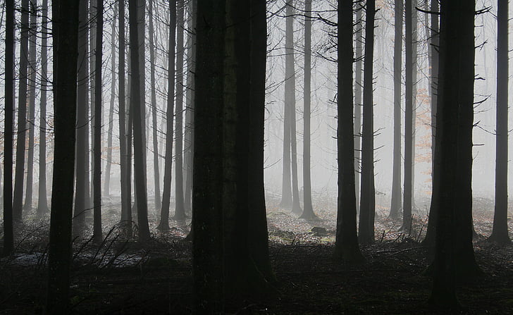 skov, træer, tåge, efterår, dystre, mystisk, stygge ulv
