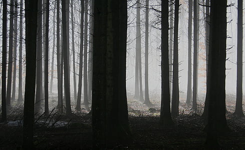 ліс, дерева, туман, Осінь, Похмуро, таємничий, поганий вовк