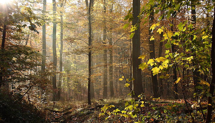 Forest, stromy, Beeches, jesenné lístie, jeseň, Defoliácia, prírodné