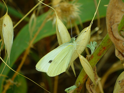 mimetismo, borboleta, Pieris, brassicae, a borboleta de repolho, borboleta comum, lepidopteran