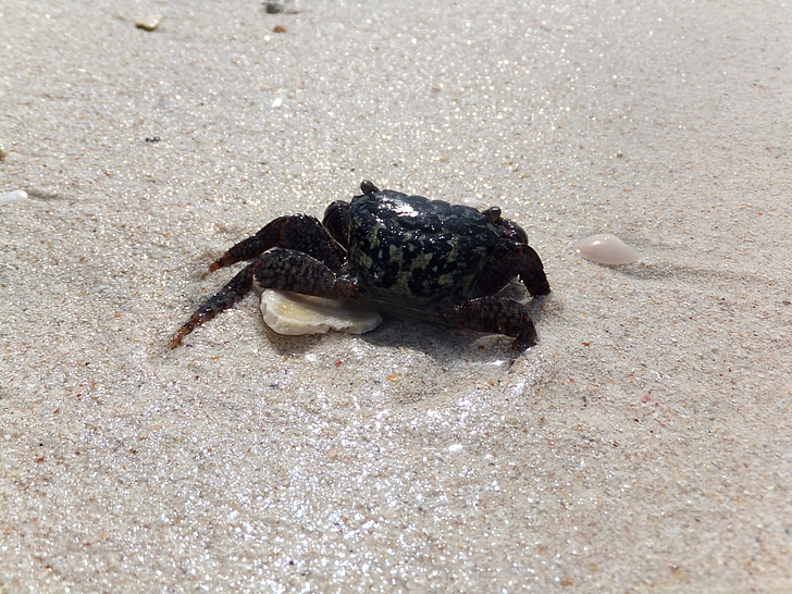 crab, animal, sea, wet, sand, purity, shimmer