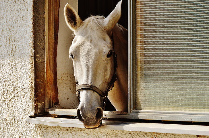hest, stall, vinduet, Stallion, dyr, reiterhof, hvit