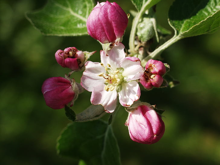 Apple blossom, jaro, Příroda, růžová, závod, větev, list