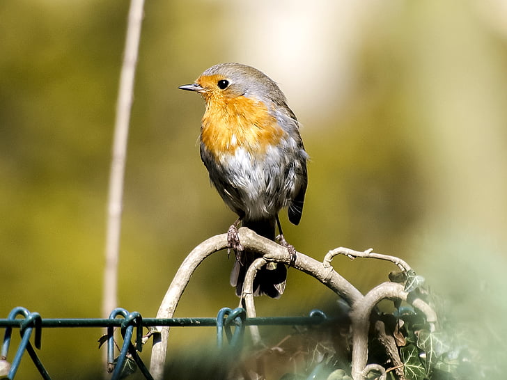 Robin, pájaro, Songbird, pájaro del jardín, naturaleza, animal, flora y fauna