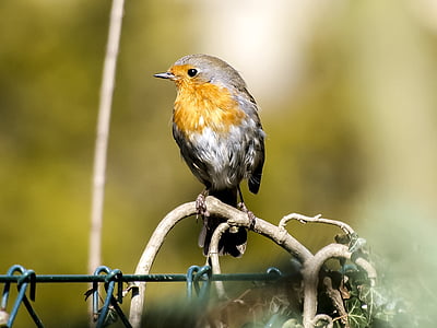 Robin, pták, zpěvný pták, zahradní pták, Příroda, zvíře, volně žijící zvířata