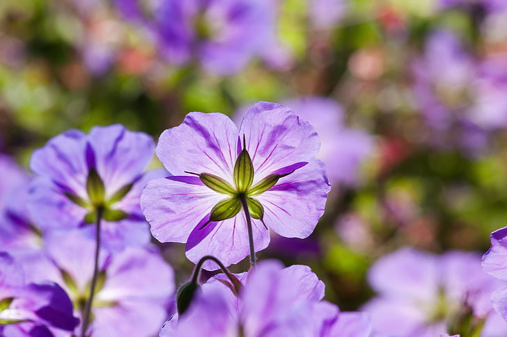 mappe-vintergækker, Galanthus plicatus, Violet, tilbage lys, blomster, bud, blomst