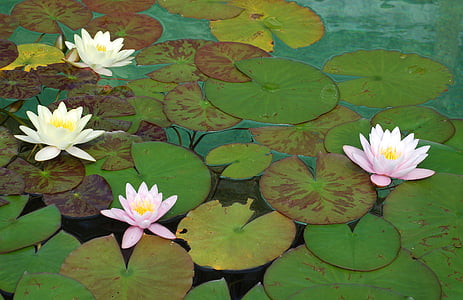 water lily, water rose, aquatic plant, lake rose, pond, blossom, bloom