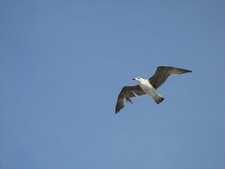 seagull, flight, bird