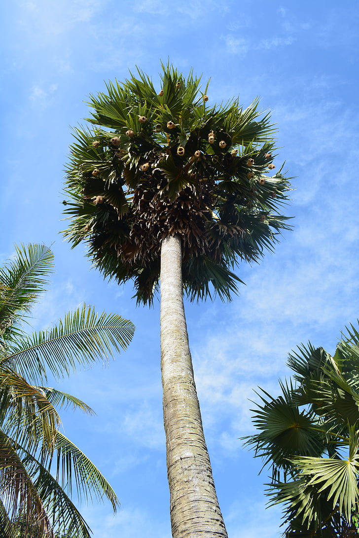 Palma, drvo, tropska, ljeto, dlan, kokos, biljka