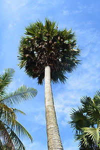 pálmafa, fa, trópusi, nyári, Palm, kókusz, növény