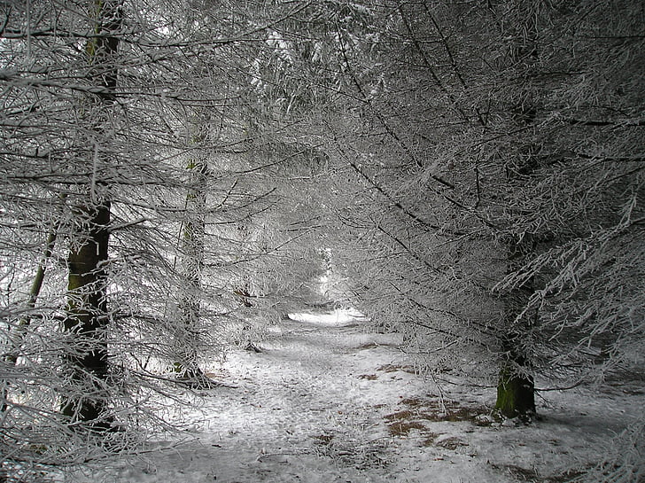 árvores, natureza, neve, Inverno