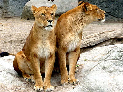Leoa, fêmeas de leão, Leão, gato grande, gato selvagem, gato, predador