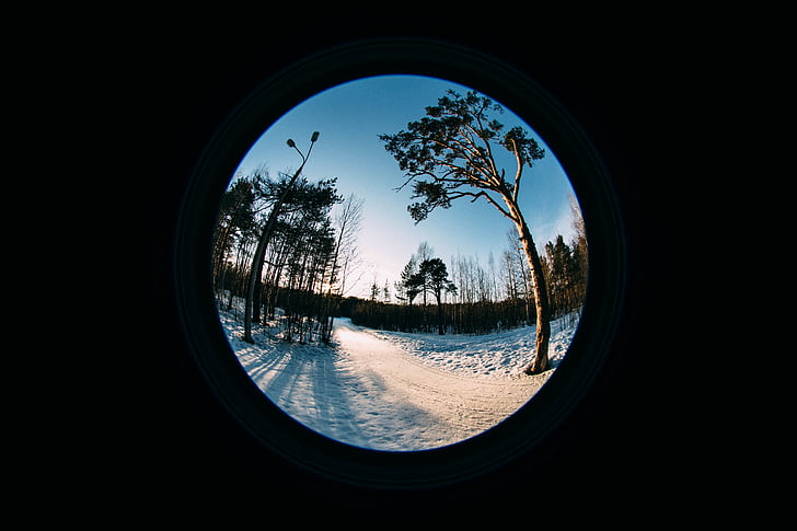forest, fish eye, tree, spruce, nature, lens, sun