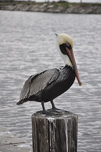 animal, bird, pelican, nature, sea, wildlife, beak
