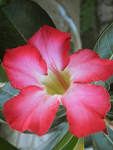 adenium, vaaleanpunainen, vaaleanpunainen kukka, kukat, Luonto, Tropic kukkia, kasvi